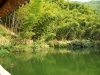 Bamboo Forest, Huangshan, Anhui province